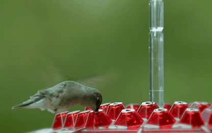 Ant Proof Hummingbird Feeder with Outdoor Hanging Perch