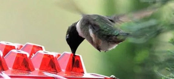 Ant Proof Hummingbird Feeder with Outdoor Hanging Perch