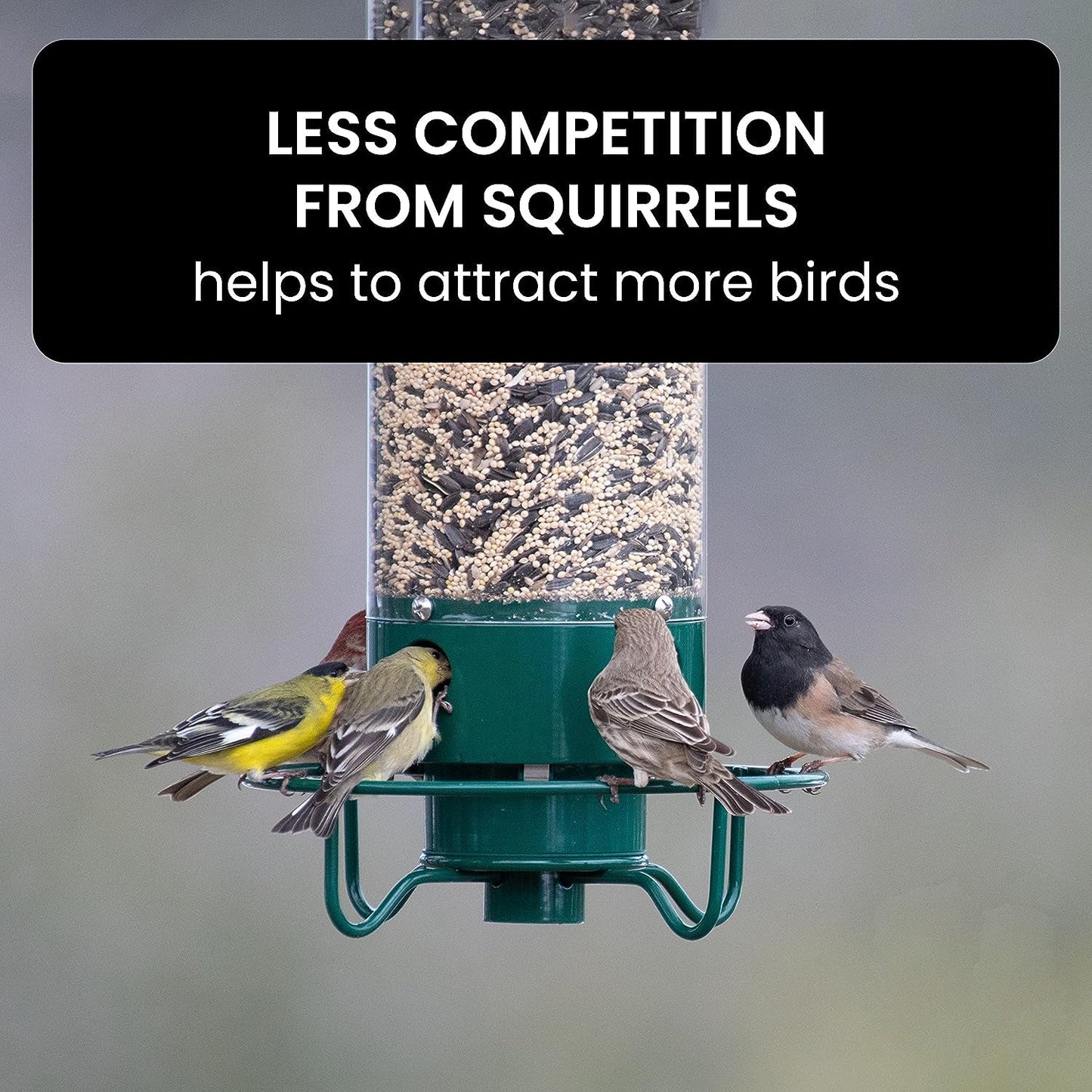 Squirrel Proof Bird Feeder with Durable Design